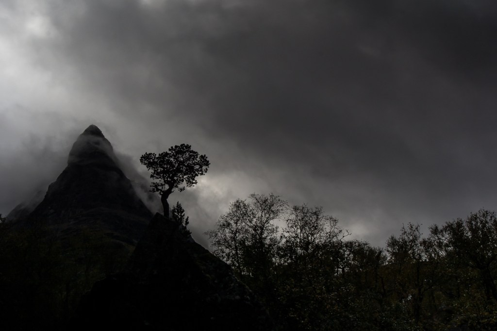 nature in black and white